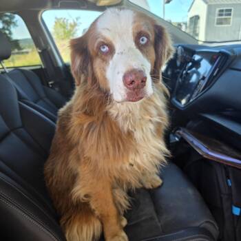 TNGC-Stray-1406 -  Australian Shepherd Dog for Adoption in Pulaski, Tennessee - TNGC-Stray-1406 | PetCurious