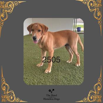 Tomlinson -  Golden Retriever and Hound Dog for Adoption in Cumberland, Rhode Island - Tomlinson | PetCurious
