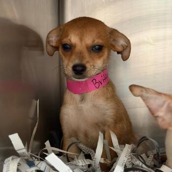 Chihuahua and Mixed Breed Dogs Available for Adoption in Lakeland, Florida - Brittney | PetCurious