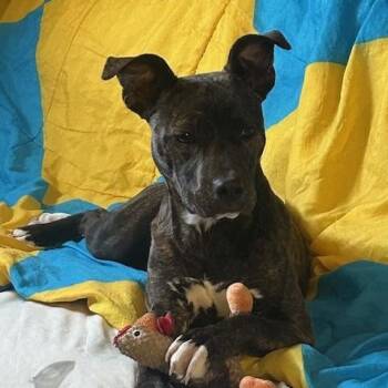 Catahoula Leopard Dog Dogs Available for Adoption in Andover, Massachusetts - Bonnie ~ Special Girl | PetCurious