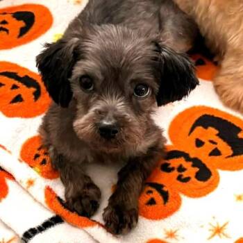 Dolce -  Miniature Poodle Dog for Adoption in Des Moines, Iowa - Dolce | PetCurious