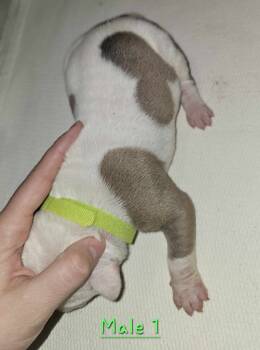 American Bulldog Dogs Available for Sale - Heart | PetCurious