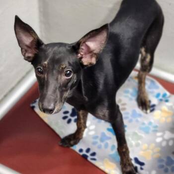 Kali -  Mixed Breed Dog for Adoption - Kali | PetCurious
