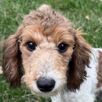 Jason -  Miniature Poodle Dog for Adoption in Cincinnati, Ohio - Jason | PetCurious