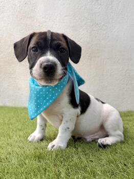 GRAHAM -  Chihuahua and Pit Bull Terrier Dog for Adoption in San Diego, California - GRAHAM | PetCurious