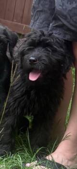 Hannah -  Poodle Dog for Adoption in Crystal Lake, Illinois - Hannah | PetCurious