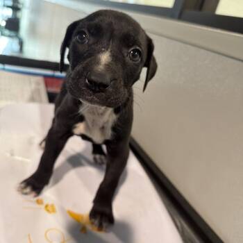Arda -  Black Mouth Cur Dog for Adoption in Tampa, Florida - Arda | PetCurious