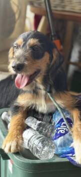 Rescue Beagle Dogs for Adoption in Hallsville, Missouri - Miles | PetCurious