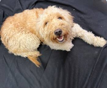Rescue Poodle Dogs for Adoption in Lagrange, Indiana - Max | PetCurious