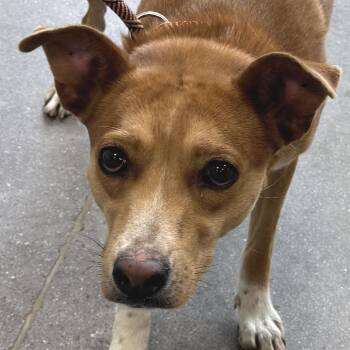 Coraline -  Mixed Breed Dog for Adoption in Las Cruces, New Mexico - Coraline | PetCurious