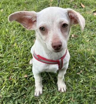 LINDA -  Chiweenie and Miniature Schnauzer Dog for Adoption in Bell Gardens, California - LINDA | PetCurious