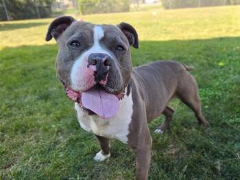 PUDGE -  Pit Bull Terrier Dog Available for Adoption in Auburn, California - PUDGE | PetCurious