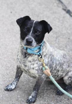 Chazuwick in NH. Come Meet our Adoptable Dogs Wednesday-Saturday -  Cattle Dog Dog for Adoption in Manchester, New Hampshire - Chazuwick In NH. Come Meet Our Adoptable Dogs Wednesday-Saturday | PetCurious