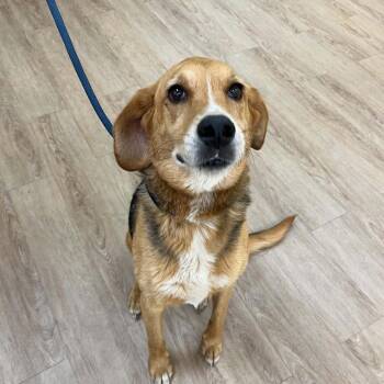SVAS-Stray-39041 -  Hound Dog for Adoption in Lyndhurst, Virginia - SVAS-Stray-39041 | PetCurious