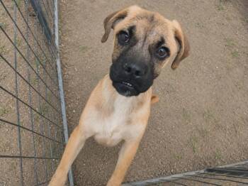 Linden -  Pug and Boxer Dog for Adoption in Minneapolis, Minnesota - Linden | PetCurious