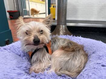 Stanley -  Yorkshire Terrier Dog for Adoption in Foster, Rhode Island - Stanley | PetCurious
