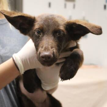 Baked Bean -  Terrier and Mixed Breed Dog for Adoption in Cleveland, Mississippi - Baked Bean | PetCurious