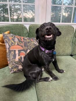 Rizz -  Chiweenie and Dachshund Dog for Adoption in Silver Spring, Maryland - Rizz | PetCurious