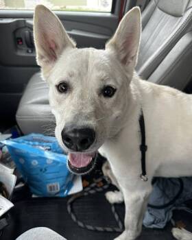 Rescue Mixed Breed Dogs for Adoption in Mandan, North Dakota - Turbo | PetCurious