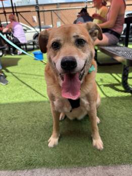 Labrador Retriever Dogs Available for Adoption - Terra | PetCurious