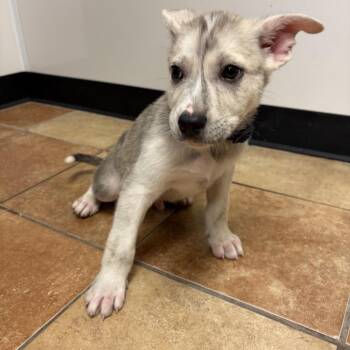 FWT Chrome -  Siberian Husky and Mixed Breed Dog for Adoption in Midland, Texas - FWT Chrome | PetCurious