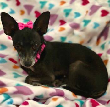 Hildie (Hildy) a.k.a Hildina -  Chihuahua Dog for Adoption in Houston, Texas - Hildie (Hildy) A.k.a Hildina | PetCurious