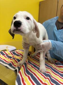 Cinna -  Mixed Breed Dog for Adoption in Raleigh, North Carolina - Cinna | PetCurious