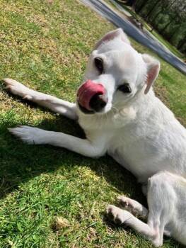 Rescue Chihuahua and Mixed Breed Dogs for Adoption in South Kingstown, Rhode Island - Paulie | PetCurious