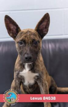 Lexus -  Mixed Breed Dog for Adoption in Mobile, Alabama - Lexus | PetCurious