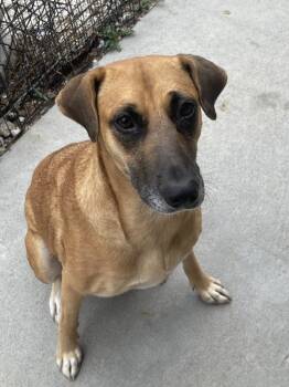 Rescue Labrador Retriever and Black Mouth Cur Dogs for Adoption in Bolivar, Missouri - Kylie | PetCurious