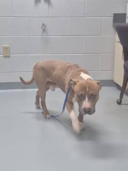 PUMPKIN -  Pit Bull Terrier Dog for Adoption in St. Cloud, Florida - PUMPKIN | PetCurious