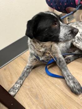 German Shorthaired Pointer Dogs Available for Adoption - June | PetCurious