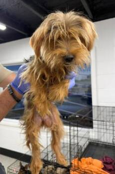 Blakely -  Yorkshire Terrier Dog for Adoption in Thompson Falls, Montana - Blakely | PetCurious