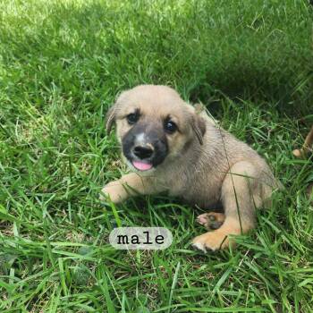 Rescue German Shepherd Dog Dogs for Adoption in Holly Springs, Mississippi - Simba | PetCurious