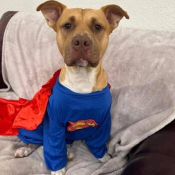 Labrador Retriever and Pit Bull Terrier Dogs Available for Adoption - Alfie Loves Dogs And Toys! | PetCurious