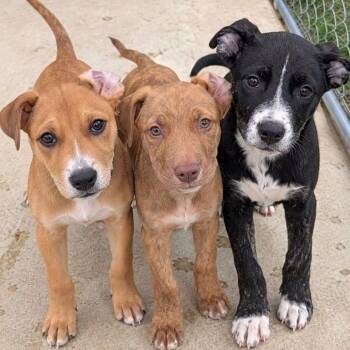 Cross -  Pit Bull Terrier and Mixed Breed Dog for Adoption in Tomah, Wisconsin - Cross | PetCurious