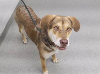 Siberian Husky and Mixed Breed Dogs Available for Adoption in Omaha, Nebraska - JENNA | PetCurious