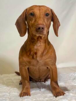 Corndog -  Dachshund Dog for Adoption in New Stanton, Pennsylvania - Corndog | PetCurious