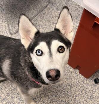 Grace -  Siberian Husky Dog for Adoption in Golden, Colorado - Grace | PetCurious