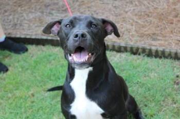 Pete -  Labrador Retriever and Mixed Breed Dog for Adoption in Brunswick, Georgia - Pete | PetCurious
