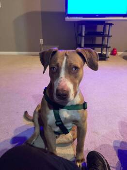 Hound Dogs Available for Adoption - Tommy | PetCurious