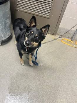 Shepherd Dogs Available for Adoption in Hopkinsville, Kentucky - Lucy Lou | PetCurious