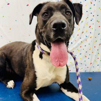 Ruby -  Great Dane and Labrador Retriever Dog for Adoption in Lebanon, Missouri - Ruby | PetCurious