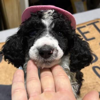DISCO -  Standard Poodle Dog for Adoption in Fosters, Alabama - DISCO | PetCurious