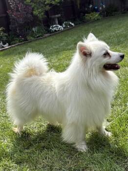 Meika of Bolingbrook IL -  American Eskimo Dog Dog for Adoption - Meika Of Bolingbrook IL | PetCurious