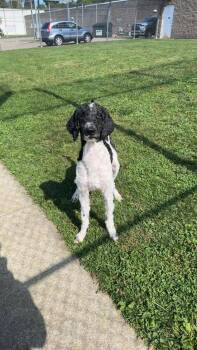 Rescue Standard Poodle Dogs for Adoption in Zanesville, Ohio - Kobe | PetCurious