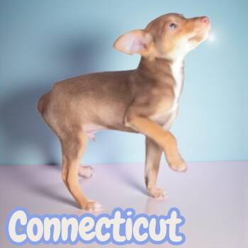 Rescue Chihuahua and Terrier Dogs for Adoption in Chuckey, Tennessee - Connecticut - NJ | PetCurious