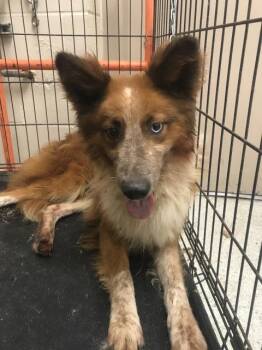 A431203 -  Australian Cattle Dog Blue Heeler and Mixed Breed Dog for Adoption in Conroe, Texas - A431203 | PetCurious