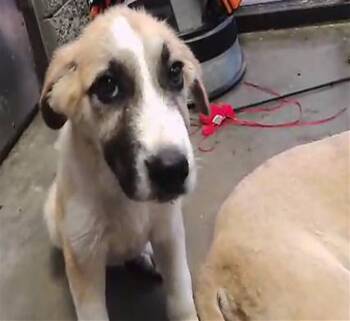 HECTOR -  Anatolian Shepherd Dog for Adoption in Tulsa, Oklahoma - HECTOR | PetCurious