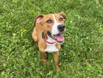 Pit Bull Terrier Dogs Available for Adoption in Bowling Green, Ohio - Axel | PetCurious